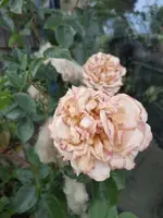 20210620_105655 v.webp