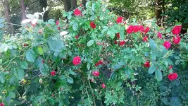 20210619_103951.jpg