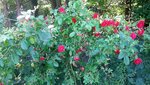 20210619_103951.jpg