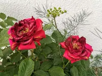 IMG_20210612_183346.webp