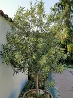 IMG_20210620_071745.webp