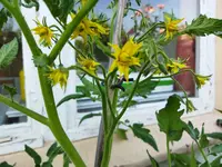 Garten 2021 (2684).webp