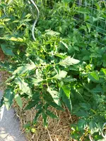 Garten 2021 (2744).webp