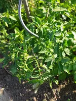 Garten 2021 (2352).webp