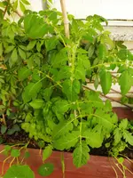 Garten 2021 (2375).webp