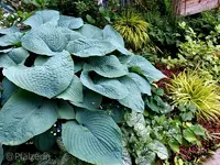 Hosta 1.webp