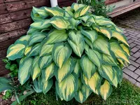 Hosta 2.webp