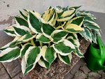 Hosta 3.jpg