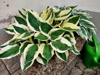 Hosta 3.webp