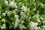 DSC00939.JPG