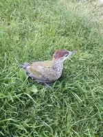 20210619_075605.webp