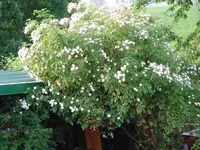 DSC01826.webp