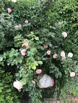 IMG_8458.JPG
