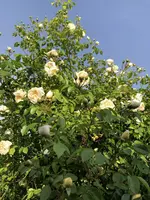 IMG_8461.webp