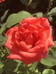 IMG_8553.JPG