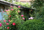 Rose Rosarium Uetersen  0121.JPG