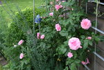 Rose Hl.Elisabeth 1421.JPG