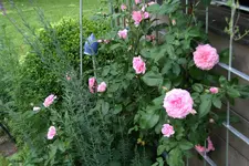 Rose Hl.Elisabeth 1421.webp