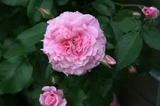 Rose Hl.Elisabeth 1521.webp