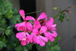 Pelargonie  1121.JPG