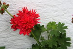 Pelargonie  1321.JPG