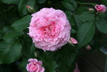 Rose Hl.Elisabeth 1521.JPG