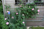Rose Hl.Elisabeth 1621.JPG