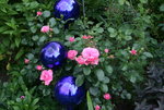 Rose Leonardo da Vinci   0121.JPG