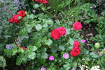 Rose Red Leonardo da Vinci 0420.JPG