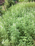Lupinenblüte.JPG