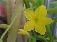 c021.webp
