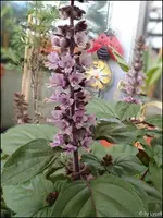 c023.webp