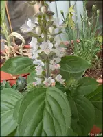 c024.webp