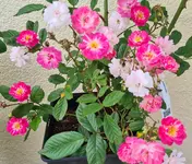 20210621_170240.webp
