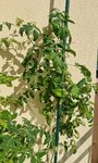 20210621_171852.jpg