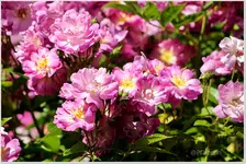 Rose Veilchenblau a.webp