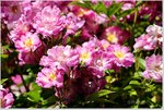 Rose Veilchenblau a.jpg
