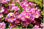 Rose Veilchenblau b.jpg