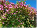 Rose Veilchenblau c.jpg