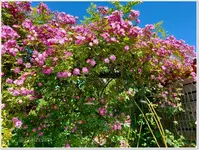 Rose Veilchenblau c.webp