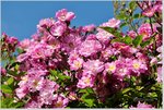 Rose Veilchenblau d.jpg