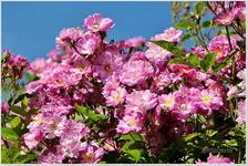 Rose Veilchenblau d.webp