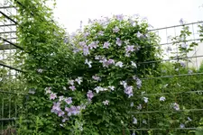 Cl.vit.Emilia Plater0818.webp