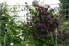 Cl.vit.Viola0718.webp