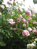 IMG_4727.webp