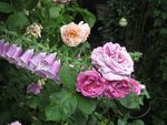 IMG_4728.JPG