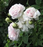 IMG_4729.JPG