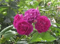 IMG_4731.webp