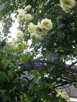 IMG_4735.webp
