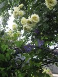 IMG_4735.JPG